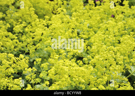 Alchemilla Mollis Lady del mantello in primavera Foto Stock