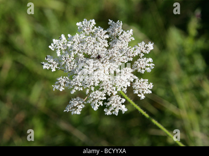 Wild carota aka Vescovo il laccio o Queen Anne's Pizzi, Daucus carota, Apiaceae Foto Stock