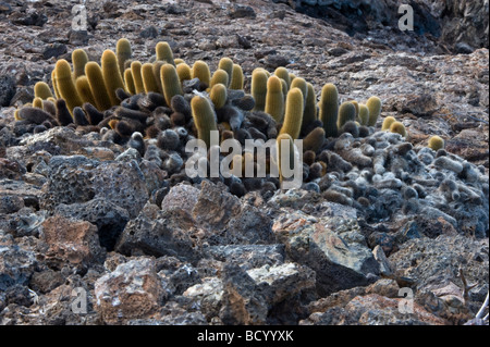 Cactus di lava (Brachycereus nesioticus) El Barranco Principe passi Philips Genovesa Ecuador Galapagos Oceano Pacifico Sud America Foto Stock