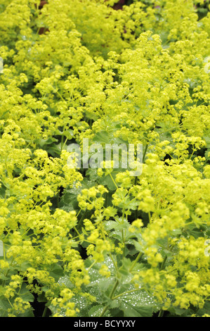 Alchemilla Mollis Lady del mantello in primavera Foto Stock