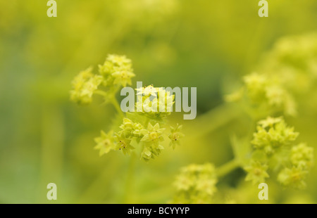 Alchemilla Mollis Lady del mantello in primavera Foto Stock