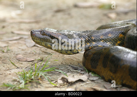 Anaconda / Eunectes spezies Foto Stock