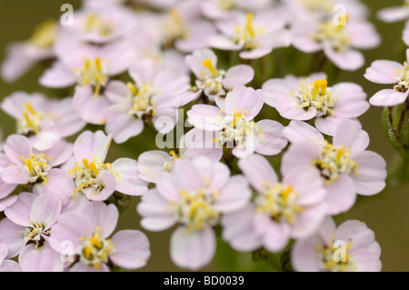 Yarrow, Achillea millefolium, millefiori, Valle della flotta, Dumfries & Galloway, Scozia Foto Stock