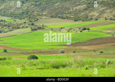 Kastilien feld Castiglia nel campo 11 Foto Stock