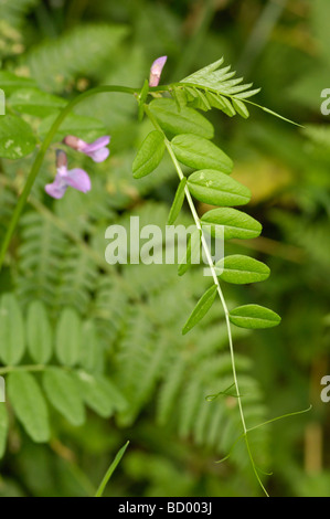 Bush veccia vicia sepium, millefiori, Valle della flotta, Dumfries & Galloway, Scozia Foto Stock