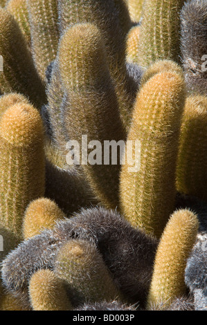 Cactus di lava (Brachycereus nesioticus) El Barranco Principe passi Philips Genovesa Ecuador Galapagos Oceano Pacifico America Centrale Foto Stock