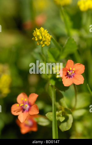 Scarlet Pimpernel, anagallis arvense e luppolina, Medicago lupulina, millefiori, Scozia Foto Stock