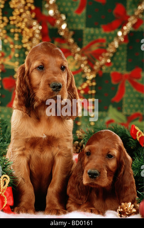 Cane - due cuccioli nella decorazione di Natale Foto Stock