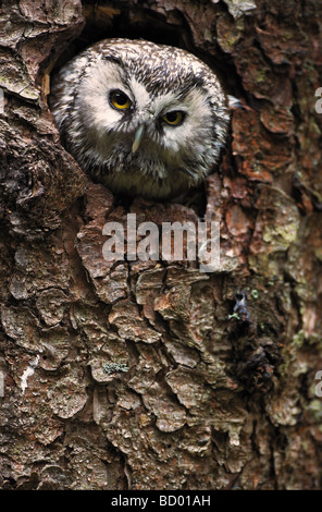 Civetta capogrosso (Aegolinus funereus) guardando fuori dalla sua cavità di nesting Foto Stock