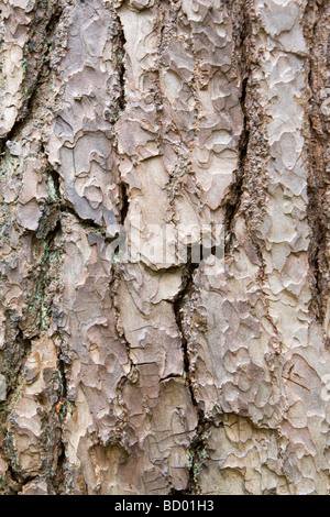 Corteccia sul tronco di un Abete rosso Picea abies Kent REGNO UNITO Foto Stock