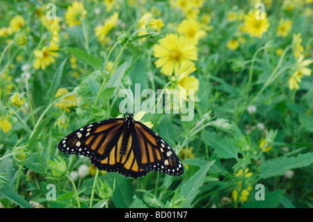 Monarca Danaus plexippus adulto su Golden Crownbeard Verbesina encelioides Willacy County Rio Grande Valley Texas USA Foto Stock