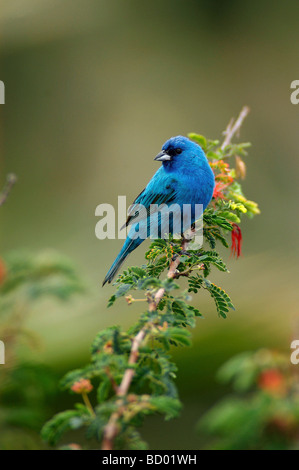 Coniglietto Indaco (Passerina Cianea). Maschio in allevamento piumaggio appollaiato su un ramoscello Foto Stock