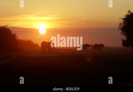 Gli elefanti africani - tramonto / Loxodonta africana Foto Stock