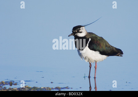 Pavoncella Vanellus vanellus maschio Parco Nazionale del lago di Neusiedl Burgenland Austria Aprile 2007 Foto Stock