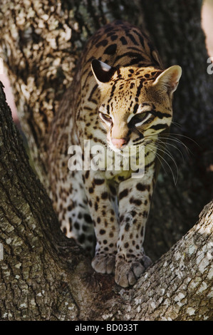 Ocelot Felis pardalis captive femmina in mesquite tree saldatore Wildlife Refuge Sinton Texas USA Oktober 2006 Foto Stock