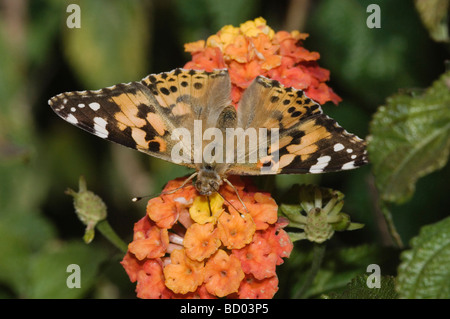 Dipinto di Lady Vanessa cardui adulto su lantana Oberaegeri Svizzera Agosto 2006 Foto Stock