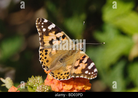 Dipinto di Lady Vanessa cardui adulto su lantana Oberaegeri Svizzera Agosto 2006 Foto Stock