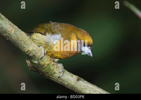 Nasello fatturati Barbet Semnornis frantzii adulto appollaiato Valle Centrale Costa Rica America Centrale Dicembre 2006 Foto Stock