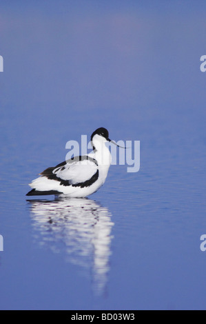 Pied Avocetta Recurvirostra avosetta adulto Parco Nazionale del lago di Neusiedl Burgenland Austria Aprile 2007 Foto Stock