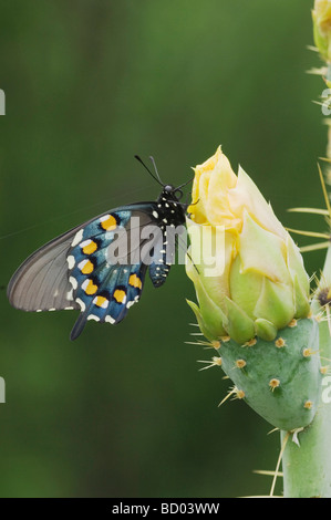 A coda di rondine Pipevine Battus philenor adulto sul Texas Ficodindia Cactus Opuntia lindheimeri Uvalde County Hill Country Texas USA Foto Stock