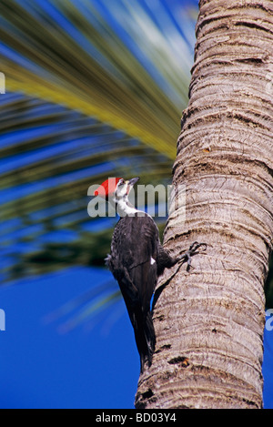 Picchio Pileated Dryocopus pileatus maschio su Palm tree Sanibel Island Florida USA Dezember 1998 Foto Stock