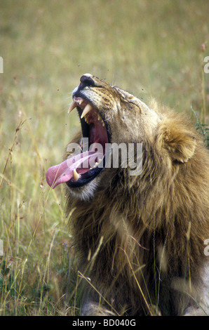 Ritratto di Leone maschio sbadigli con la bocca aperta che mostra la linguetta rosa e denti Masai Mara riserva nazionale del Kenya Africa orientale Foto Stock