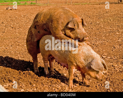 Suini cinghiale di accoppiamento duroc X large white seminare grandi specie bianco Foto Stock