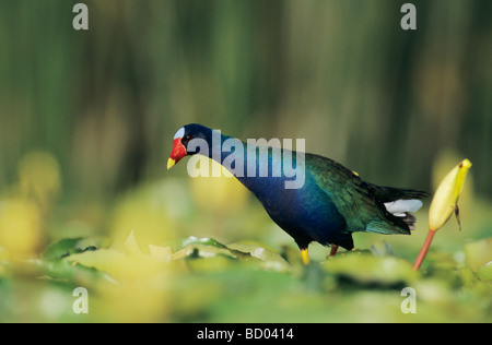 Pollo Sultano Porphyrula martinica adulto su acqua gialla ninfee saldatore Wildlife Refuge Sinton Texas USA Giugno 2005 Foto Stock