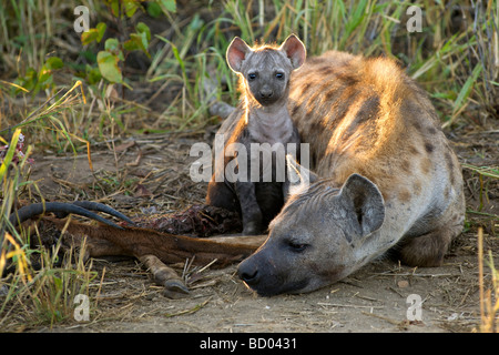 Un macchiato o ridere iena (Crocuta crocuta) con il suo cucciolo ad una carcassa in Sud Africa il Parco Nazionale Kruger. Foto Stock