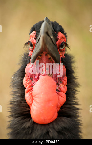 Massa meridionale Hornbill (Bucorvus leadbeateri) nel Sud Africa Parco Nazionale Kruger. Foto Stock