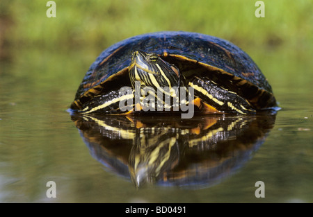 Red eared Slider Trachemys scripta elegans adulto ensoleillement Willacy County Rio Grande Valley Texas USA Aprile 2004 Foto Stock