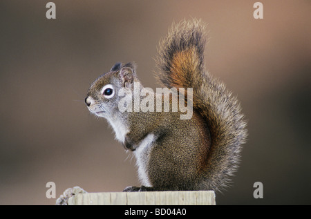 Scoiattolo rosso Pine Squirrel Tamiasciurus hudsonicus adulto Homer Alaska USA Marzo 2000 Foto Stock