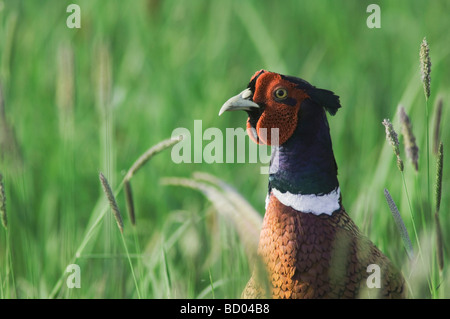 Collo ad anello Pheasant Phasianus colchicus maschio Parco Nazionale del lago di Neusiedl Burgenland Austria Aprile 2007 Foto Stock