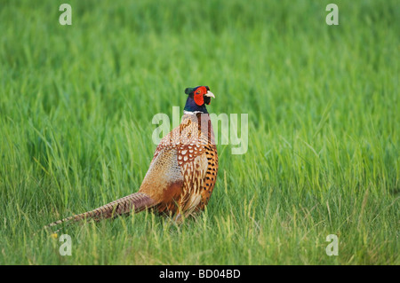 Collo ad anello Pheasant Phasianus colchicus maschio Parco Nazionale del lago di Neusiedl Burgenland Austria Aprile 2007 Foto Stock