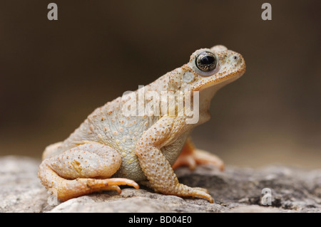 Red spotted Toad Bufo punctatus adulto sul calcare Uvalde County Hill Country Texas USA Aprile 2006 Foto Stock