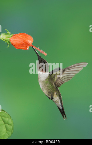 Ruby throated Hummingbird archilochus colubris maschio in volo su alimentazione Turk s Cap la Contea di Willacy Rio Grande Valley Texas USA Foto Stock