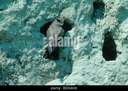 Sabbia Martin Hirundo riparia adulto presso la nidificazione burrows nella banca del fiume Scrivia Italia Giugno 1997 Foto Stock
