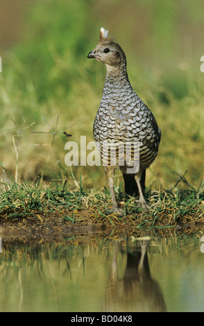 Scalato Callipepla Quaglia squamati adulto presso il laghetto di bere Starr County Rio Grande Valley Texas USA Maggio 2002 Foto Stock