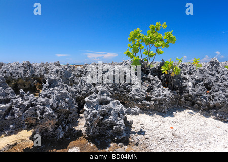 Rocce della barriera corallina in Rangiroa, Arcipelago Tuamotu, Polinesia Francese Foto Stock