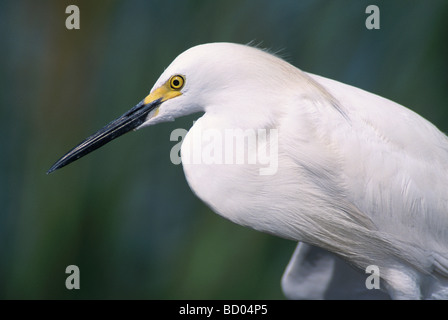 Nevoso Egretta garzetta thuja adulto Lago Corpus Christi Texas USA Maggio 2003 Foto Stock