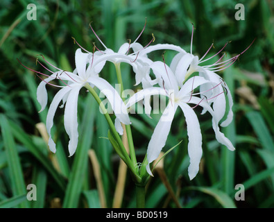 Swamp Lily Crinum americanum blooming Everglades National Park Florida USA Dezember 1998 Foto Stock