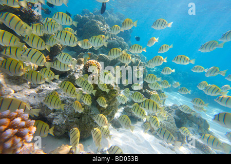 Rangiroa, Arcipelago Tuamotu, Polinesia Francese Foto Stock