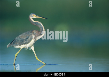 Airone tricolore Egretta tricolore adulto saldatore pesca Wildlife Refuge Sinton Texas USA Giugno 2005 Foto Stock