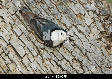 Petto bianco picchio muratore Sitta carolinensis adulto Madera Canyon Arizona USA Maggio 2005 Foto Stock