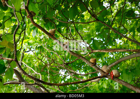 Terra di fragola paguri, Fakarava, Arcipelago Tuamotu, Polinesia Francese Foto Stock