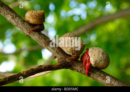 Terra di fragola paguri, Fakarava, Arcipelago Tuamotu, Polinesia Francese Foto Stock