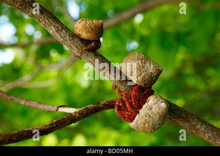 Terra di fragola paguri, Fakarava, Arcipelago Tuamotu, Polinesia Francese Foto Stock