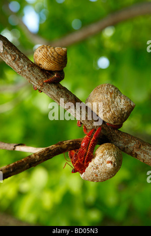 Terra di fragola paguri, Fakarava, Arcipelago Tuamotu, Polinesia Francese Foto Stock