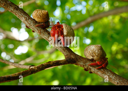 Terra di fragola paguri, Fakarava, Arcipelago Tuamotu, Polinesia Francese Foto Stock