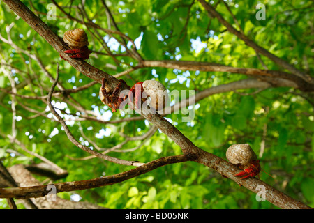 Terra di fragola paguri, Fakarava, Arcipelago Tuamotu, Polinesia Francese Foto Stock